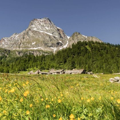 San Domenico Blumenweg Alpe Veglia Wanderer